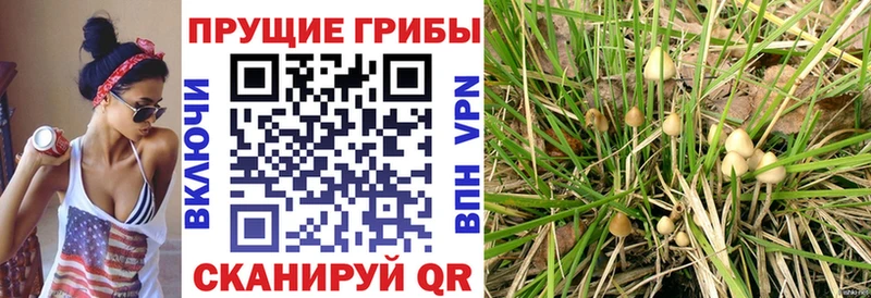 OMG вход  Бавлы  Псилоцибиновые грибы ЛСД 